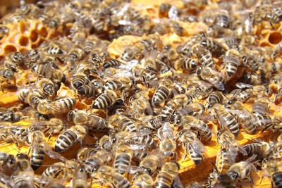 к материалу изображение Пчелосемьи, пчелопакеты 2024 лнр