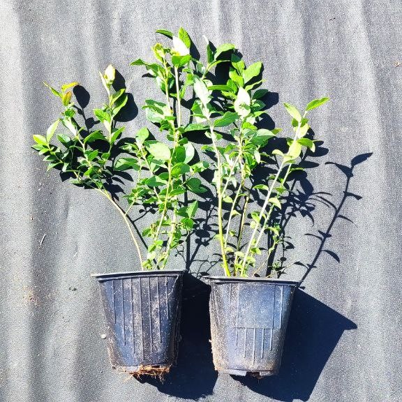 к материалу изображение Саженцы голубики 30-50 см оптом