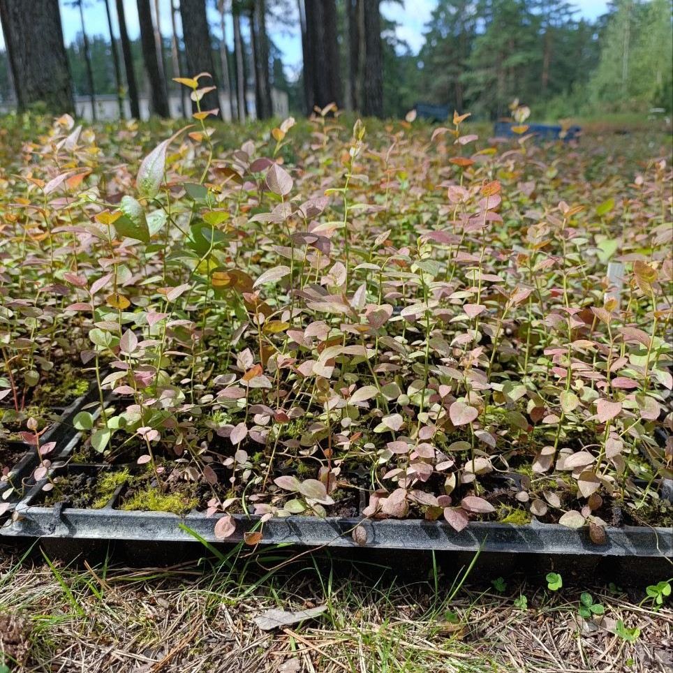 изображение,скриншот № 2 к Саженцы голубики 30-50 см оптом