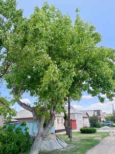 Спил деревьев любой сложности и объема.Расчистка участков от поросли ,покос травы , корчевание пней.