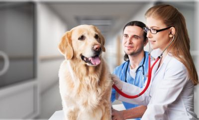 В ветеринарную клинику ЛечиКота требуется ассистент ветеринарного врача <br /> График работы и зп до